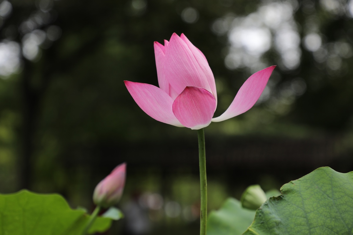 拙政园的荷花美得摄人心魄小荷才露尖尖角早有蜻蜓立上头