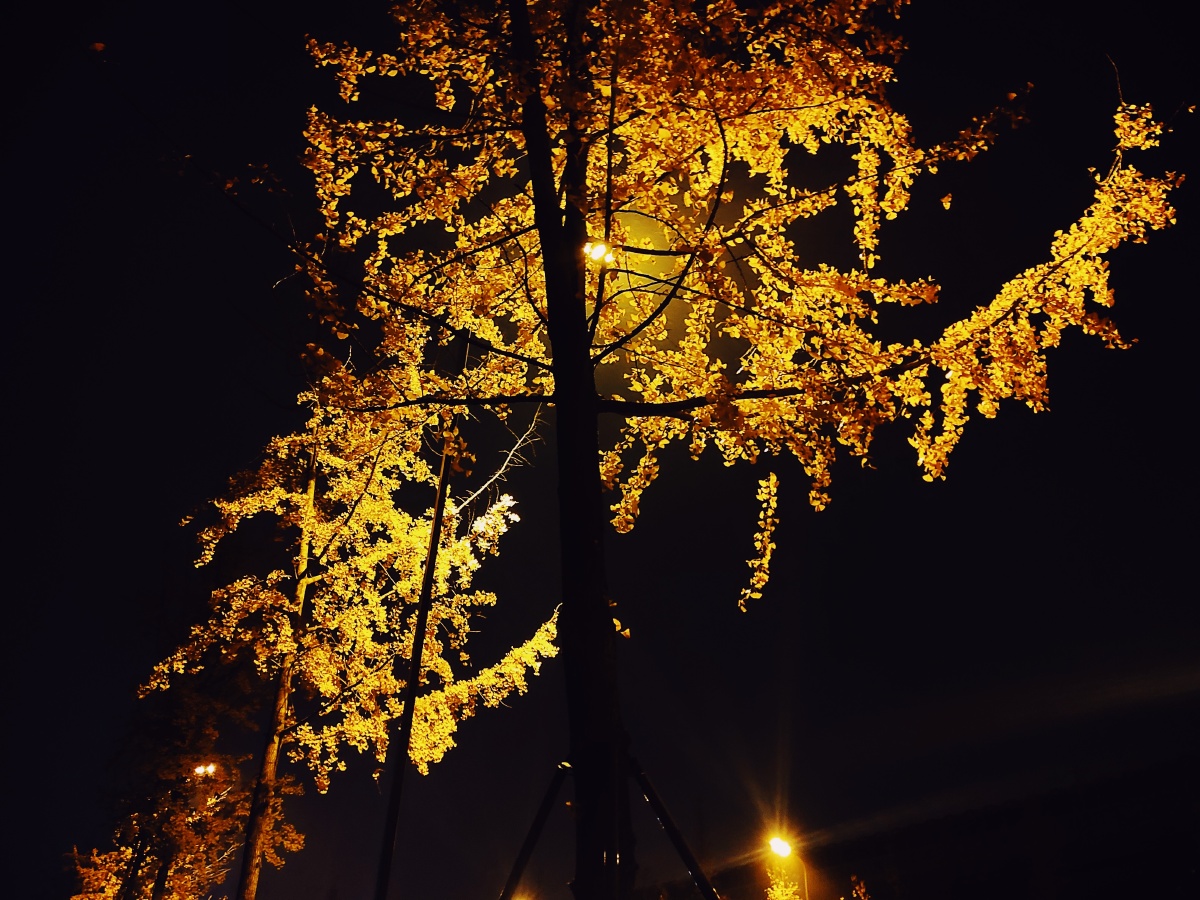 冬天夜晚的树在路灯的光的照耀下竟有了几分秋的模样