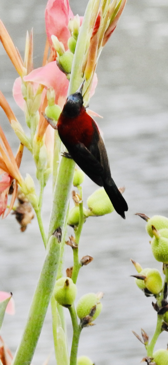 夏日荷太阳鸟花蜜鸟非常精彩瞬间