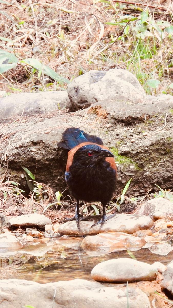 昨天在石门公园抢拍到的红毛鸡的精彩瞬间第一张图片是红毛鸡从山上飞