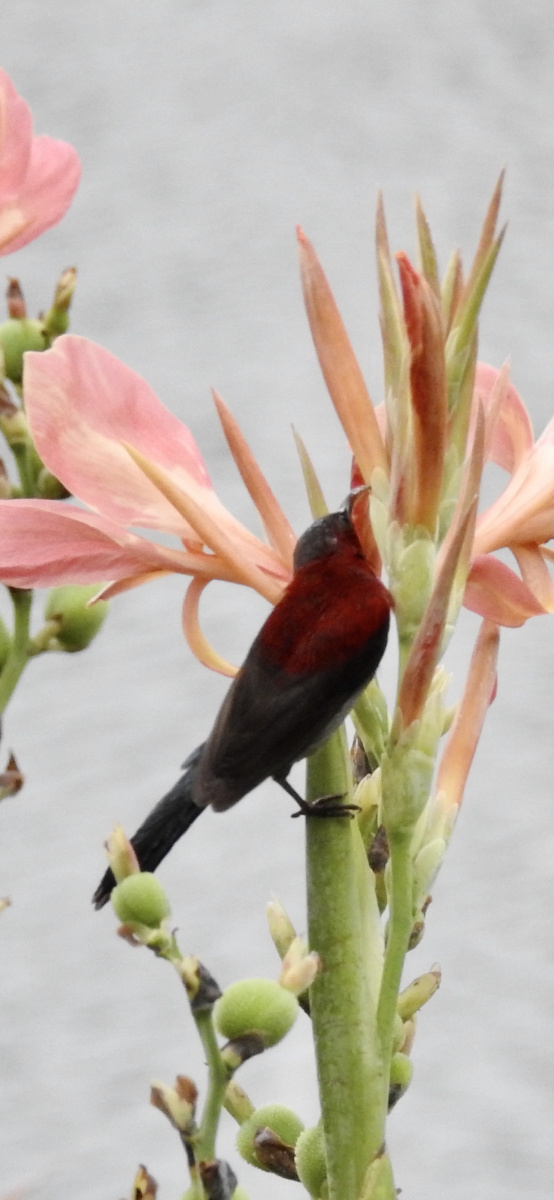 夏日荷太阳鸟花蜜鸟非常精彩瞬间