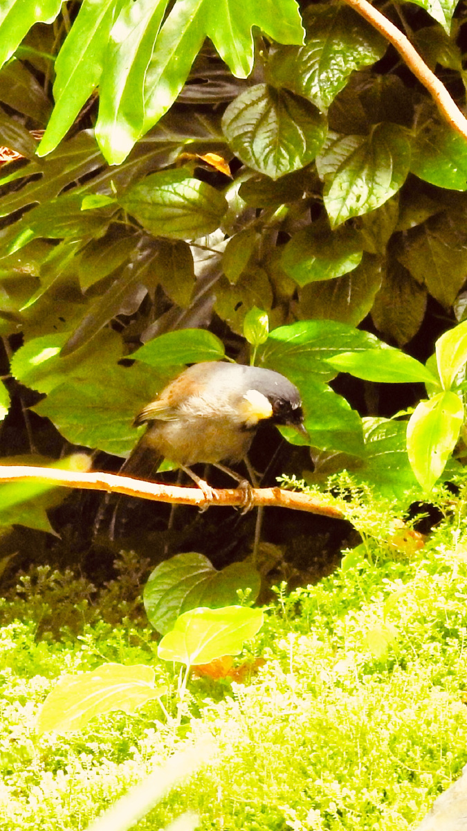 珊瑚鸟小白鹭夜鹭小麻雀小松鼠