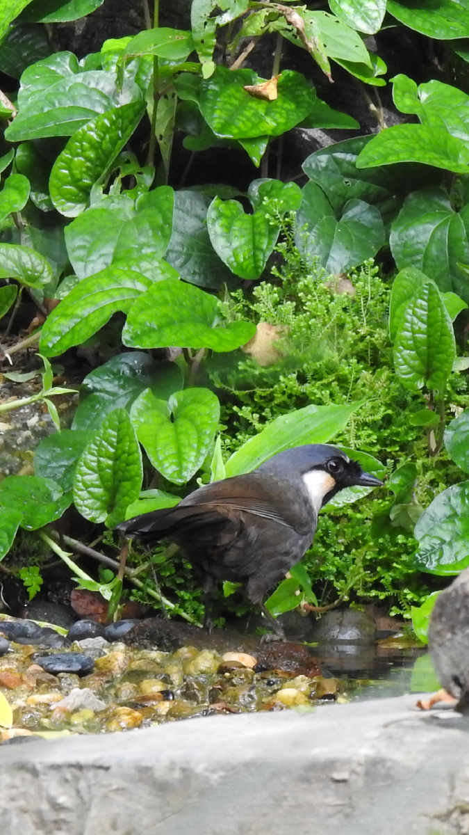 珊瑚鸟小白鹭夜鹭小麻雀小松鼠