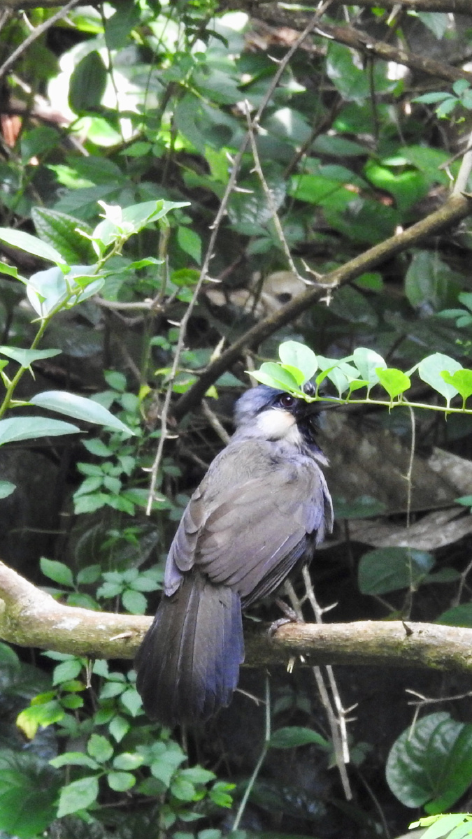珊瑚鸟小白鹭夜鹭小麻雀小松鼠