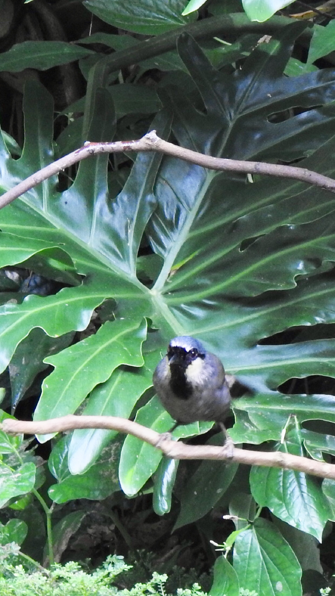 珊瑚鸟小白鹭夜鹭小麻雀小松鼠