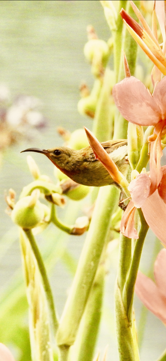 夏日荷太阳鸟花蜜鸟非常精彩瞬间
