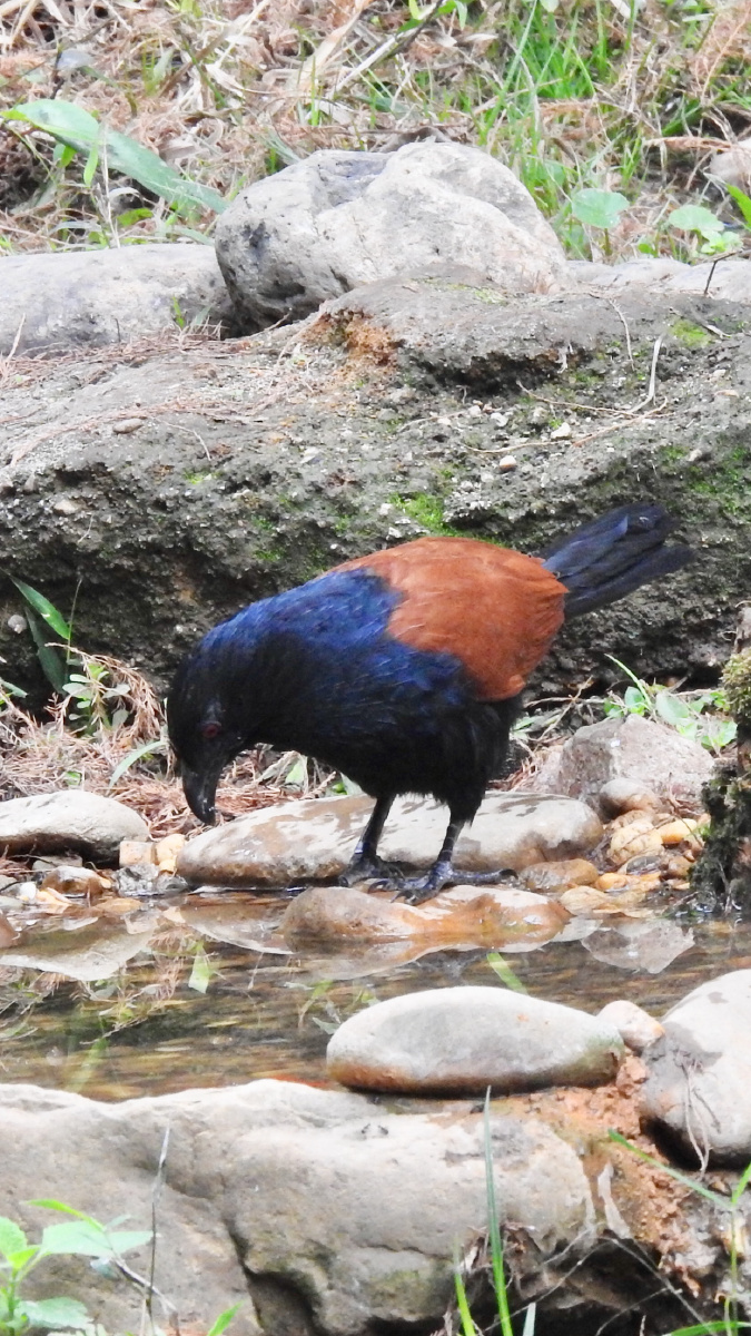 昨天在石门公园抢拍到的红毛鸡的精彩瞬间第一张图片是红毛鸡从山上飞