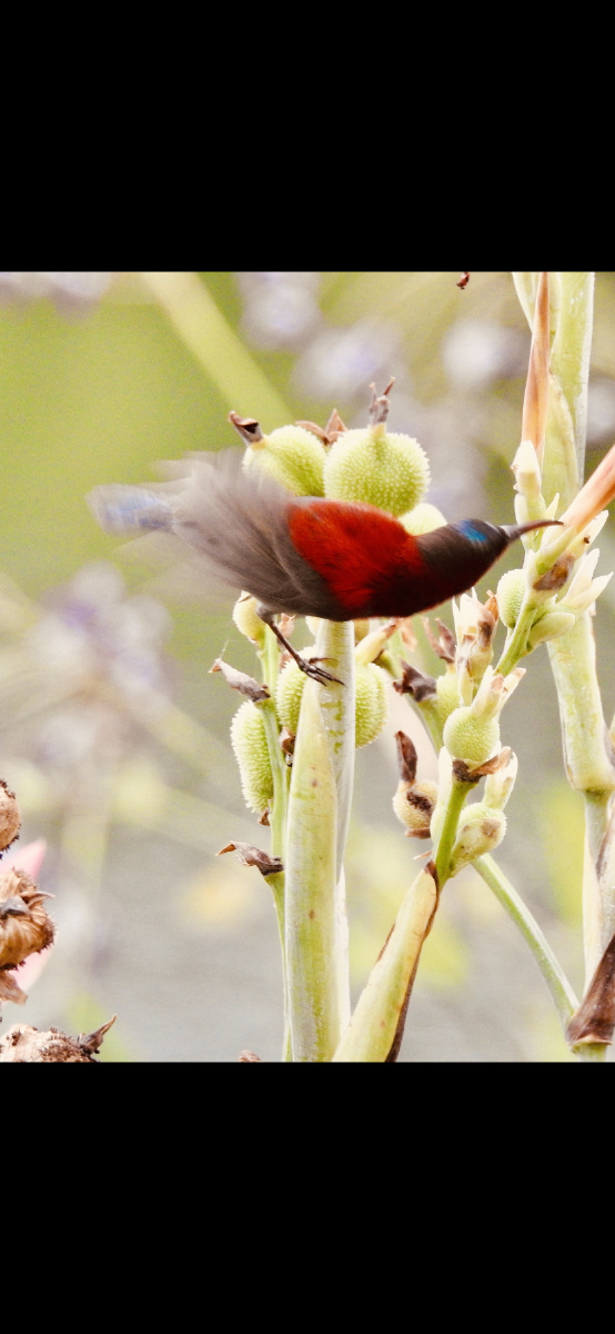 夏日荷太阳鸟花蜜鸟非常精彩瞬间