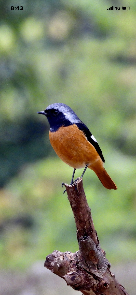 北红鸟雄鸟雌鸟红尾东众多摄影爱好者跑到青秀山风景区的叶子花园去抢