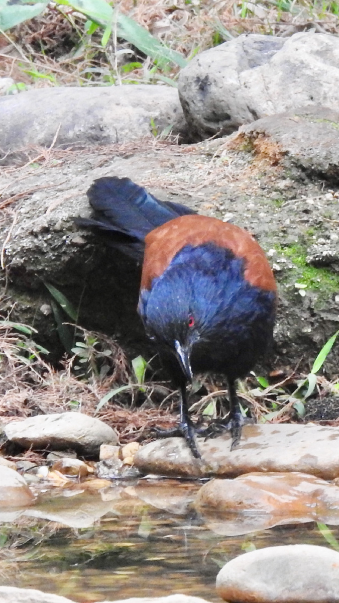 昨天在石门公园抢拍到的红毛鸡的精彩瞬间第一张图片是红毛鸡从山上飞