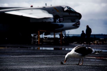 CV-41 midway, seagull
