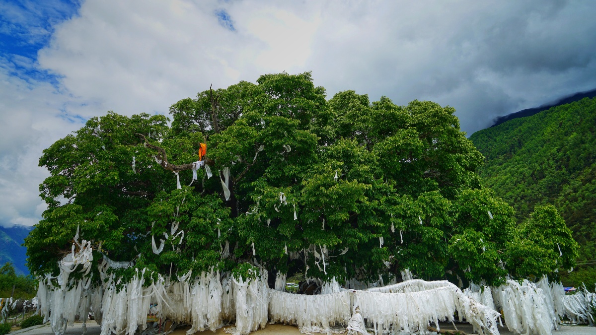 千年古桑树摄于林芝建议横屏观看