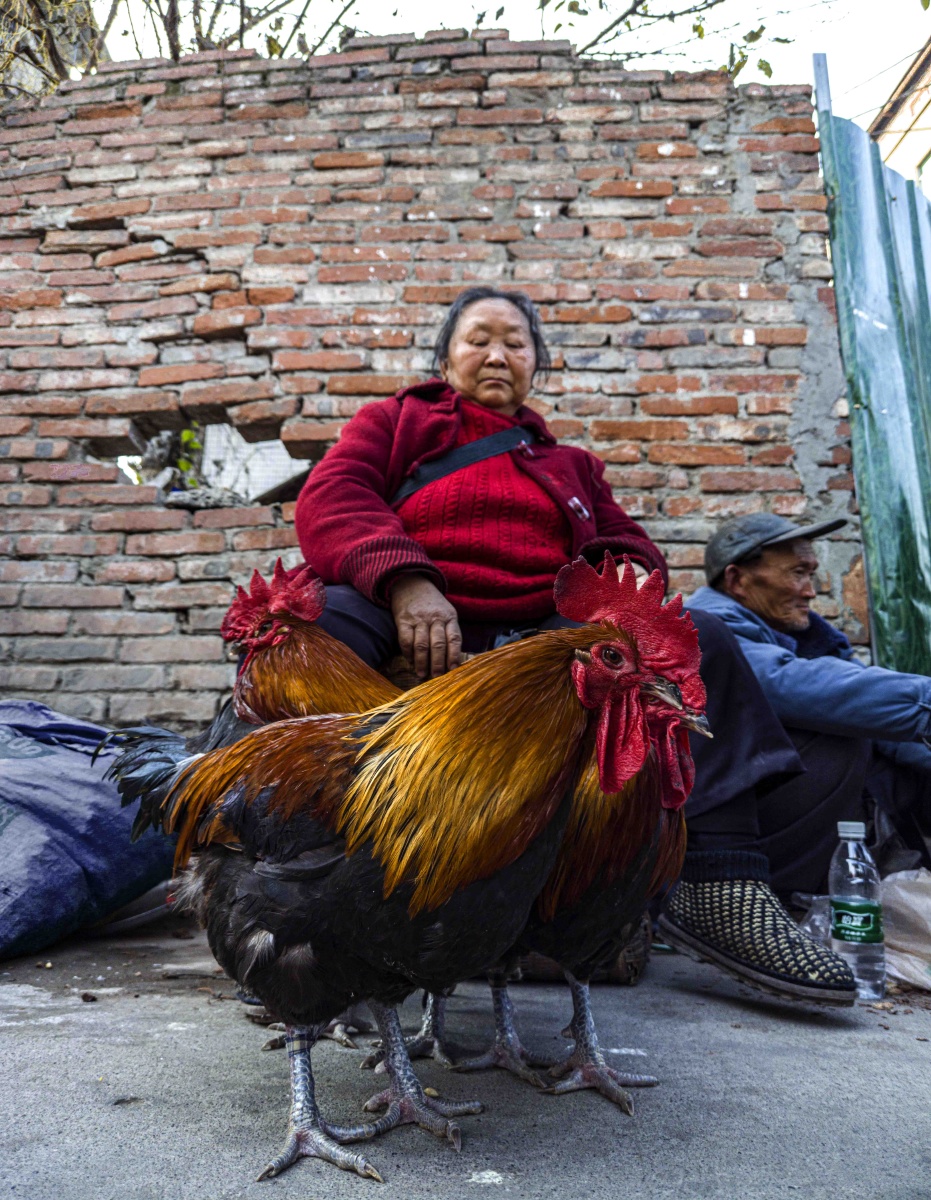 《卖鸡》 - 梁子157660214545206