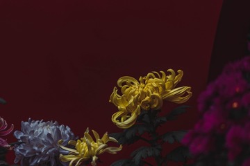 _DSC5559