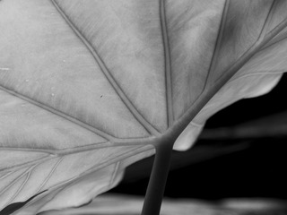 _DSC6311-1