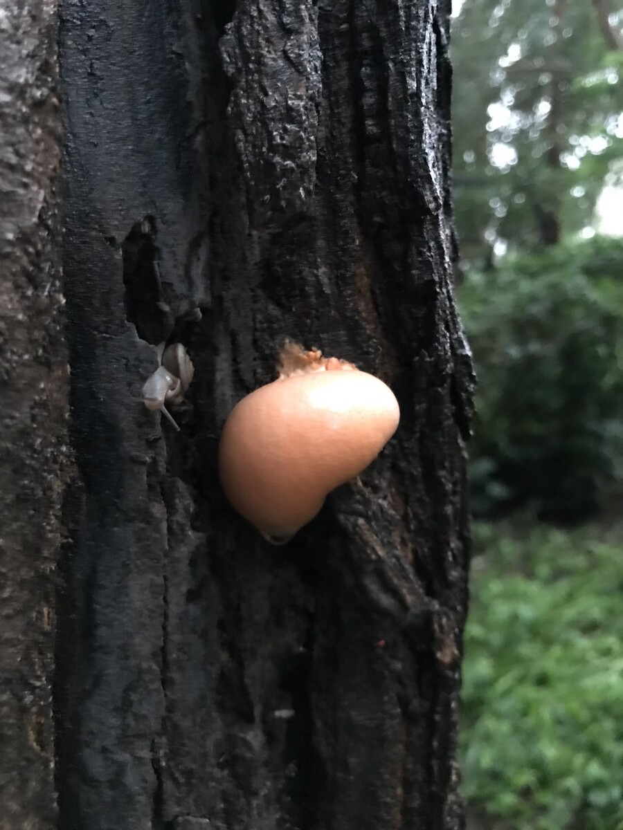 在我家小区里偶然发现一棵槐树杆上长了一个很漂亮的真菌，就用手机拍摄了下来，放大一看旁边还有一只蜗牛，它们还很相像。请教了一些朋友，也没搞明白到底是什么菌类。