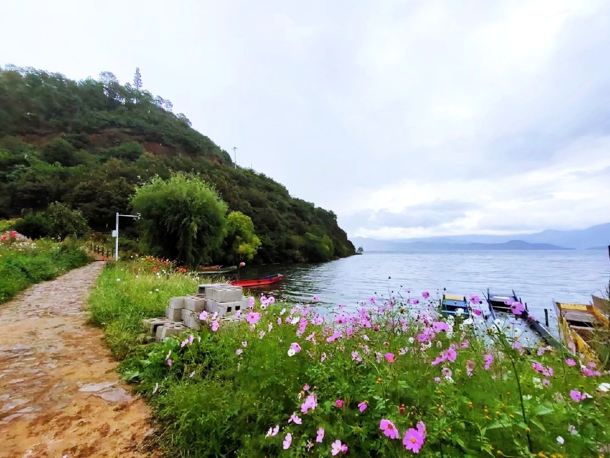 泸沽湖畔的格桑花非分好看这里有大片的花海如果你有时间在此回感受到