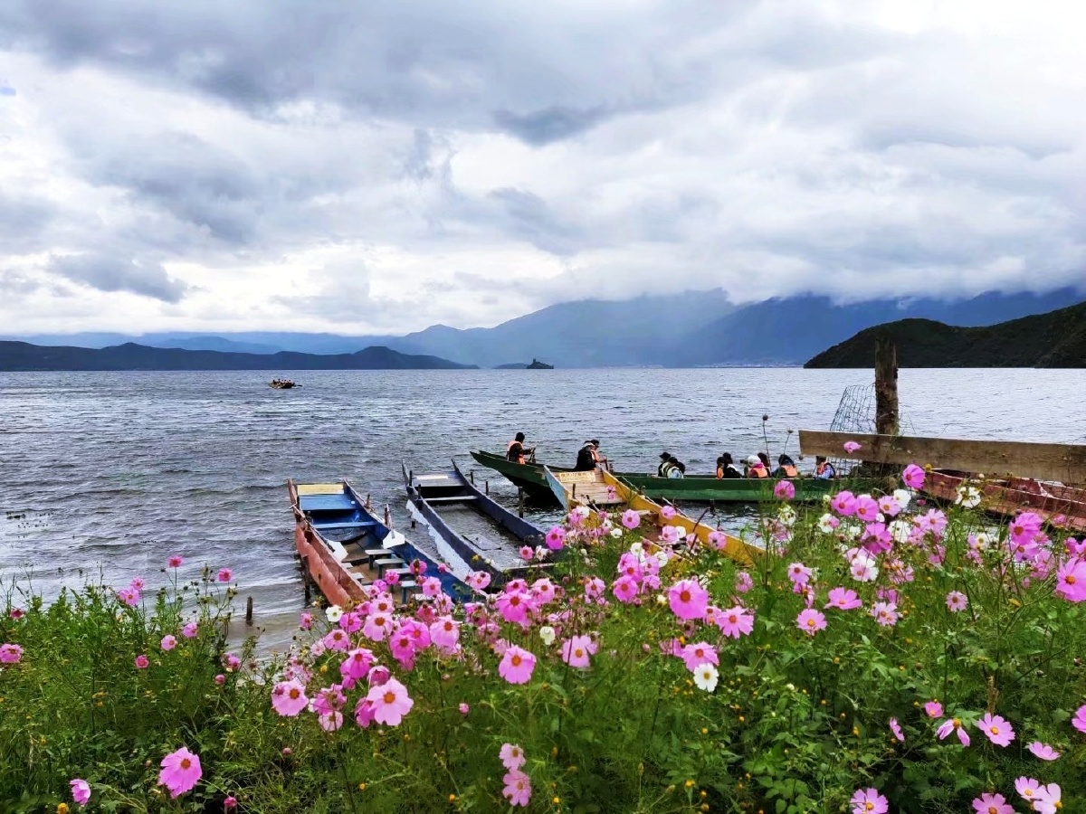 泸沽湖畔的格桑花非分好看这里有大片的花海如果你有时间在此回感受到