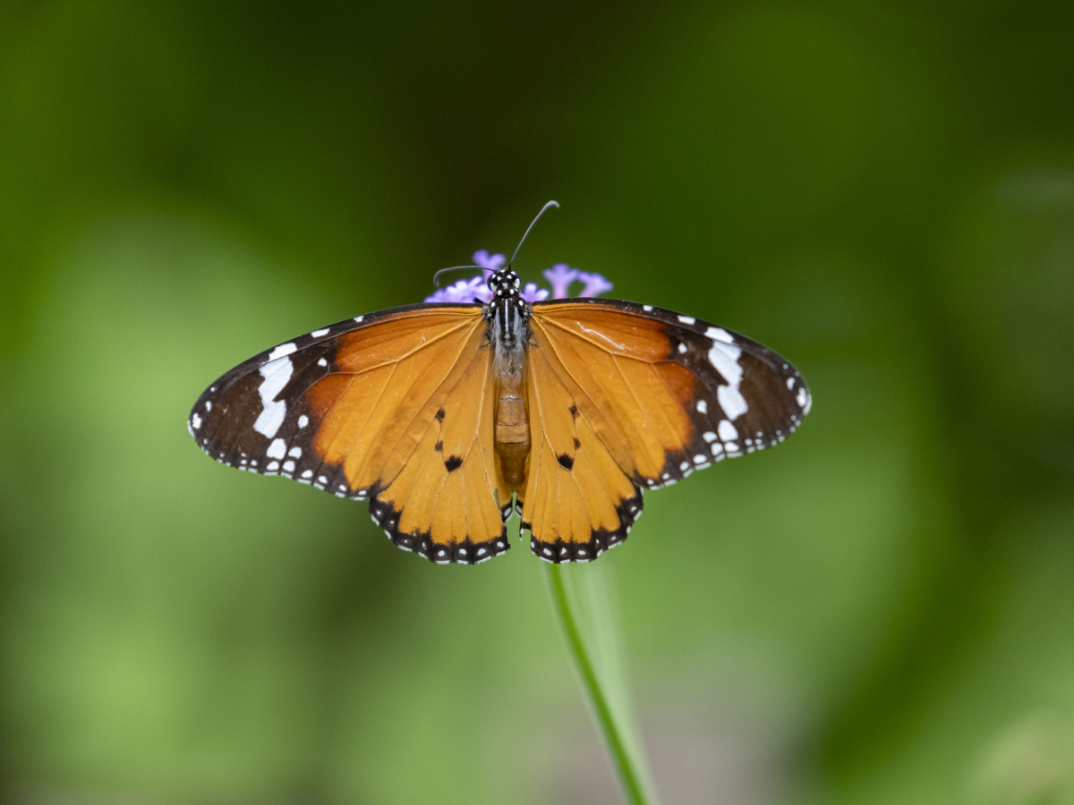 一只金斑蝶的春梦