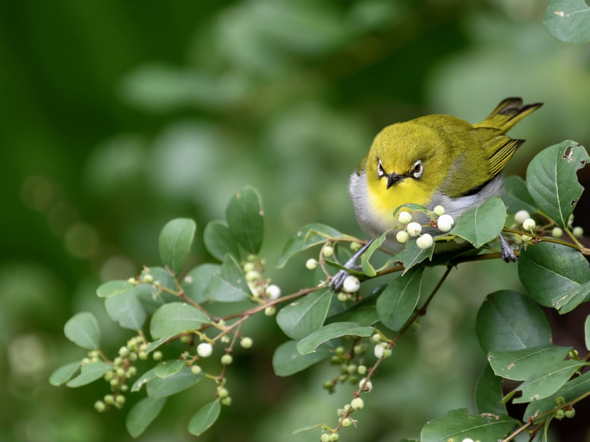 活泼可爱的小绣眼鸟在白饭树上觅食,胖乎乎圆滚滚的模样萌萌哒.