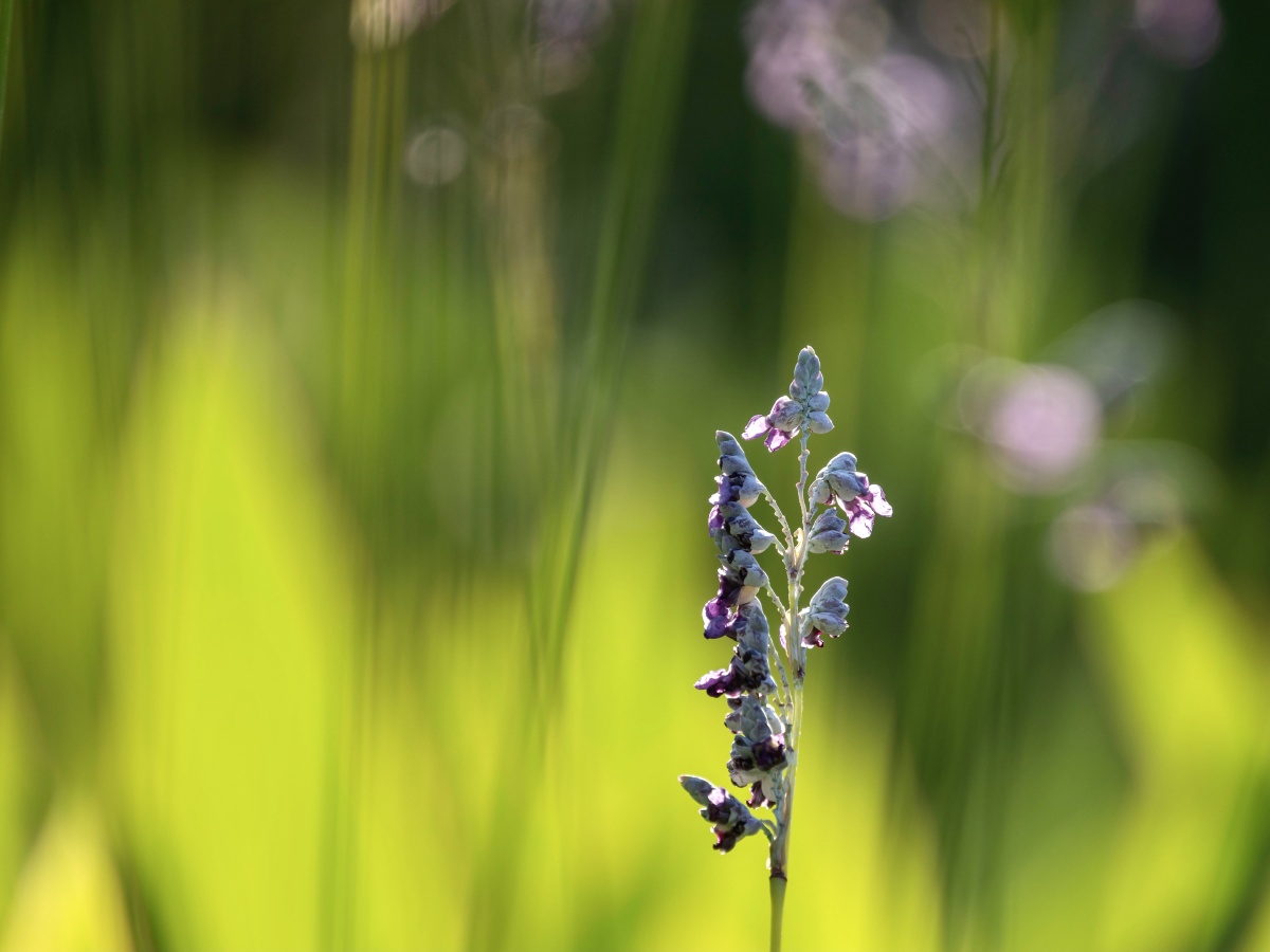 夏日里的再力花