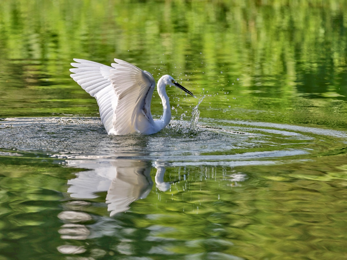 阳光洒在湖面上,一只白鹭反复在水中抓鱼.水花四溅.
