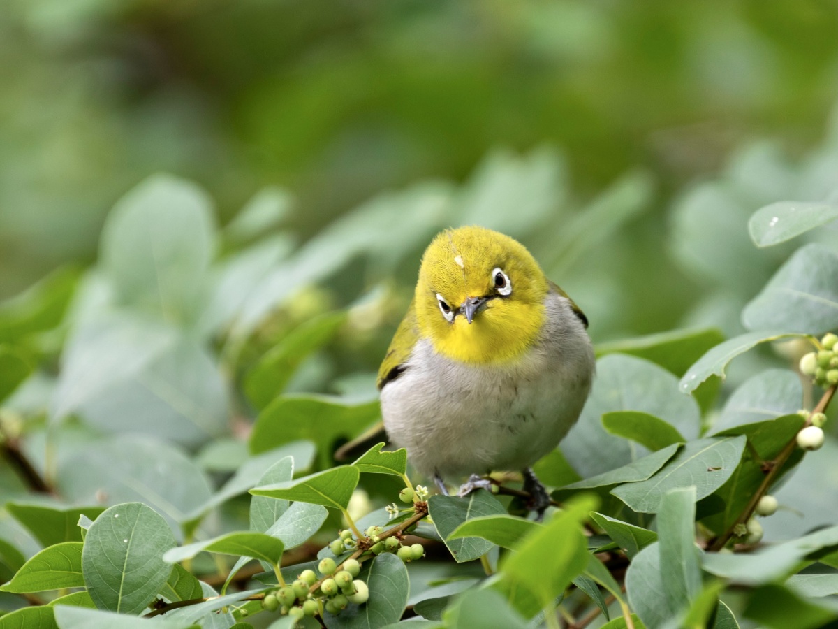 小绣眼鸟最近的伙食真不错!