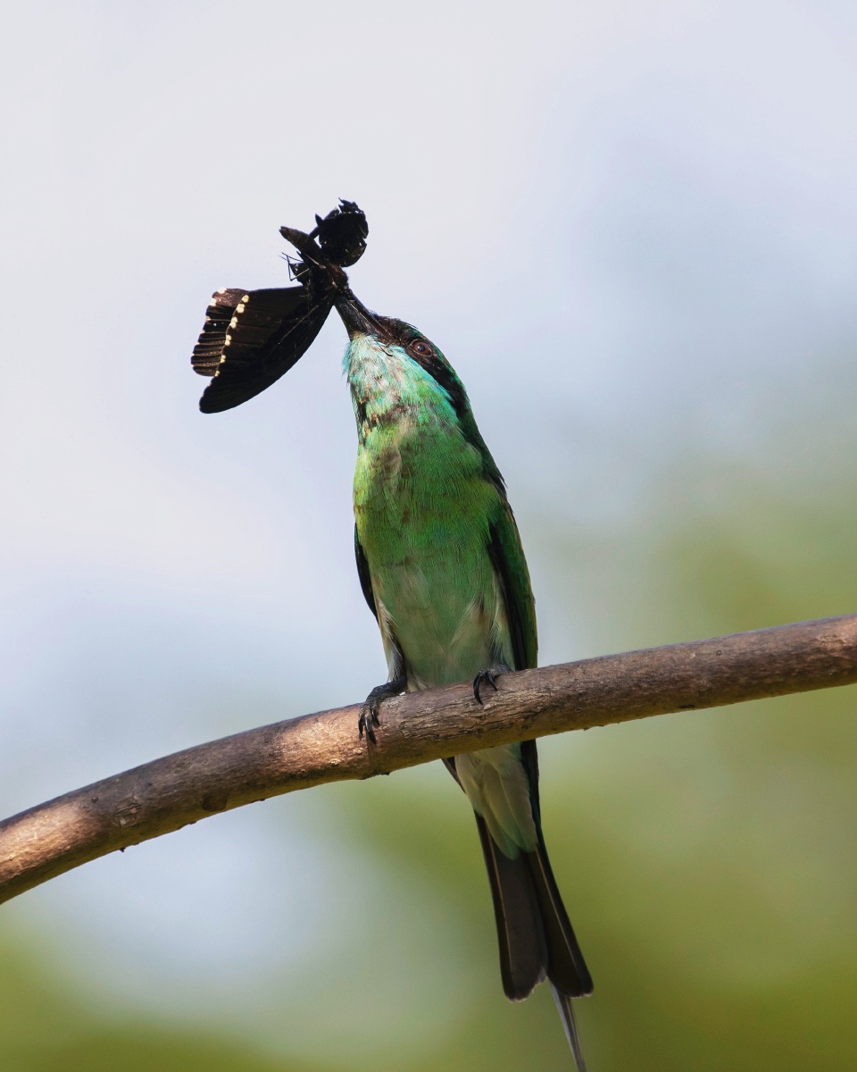 一只蓝喉蜂虎捕捉蝴蝶瞬间