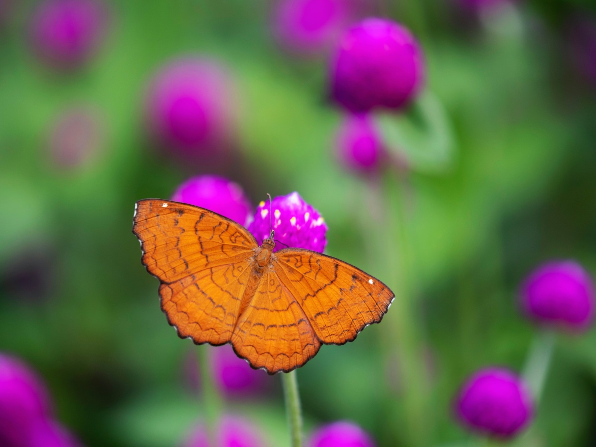 一只张开翅膀的波蛱蝶