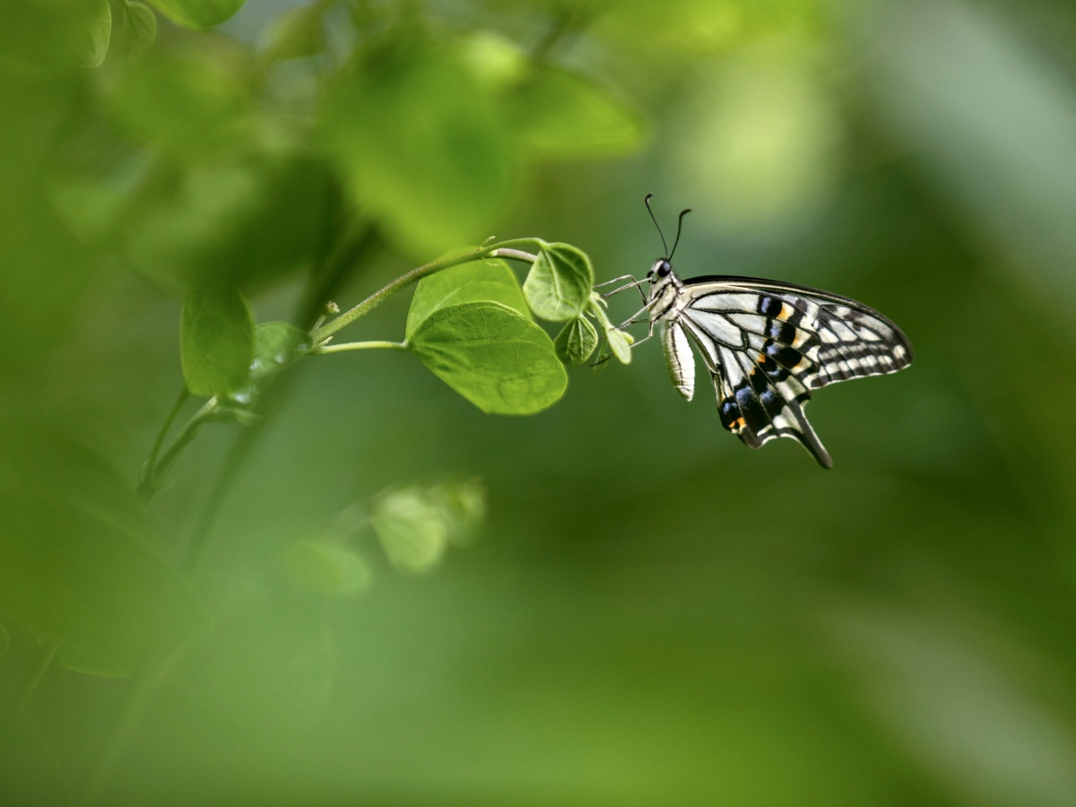 一只柑橘凤蝶停在绿叶上