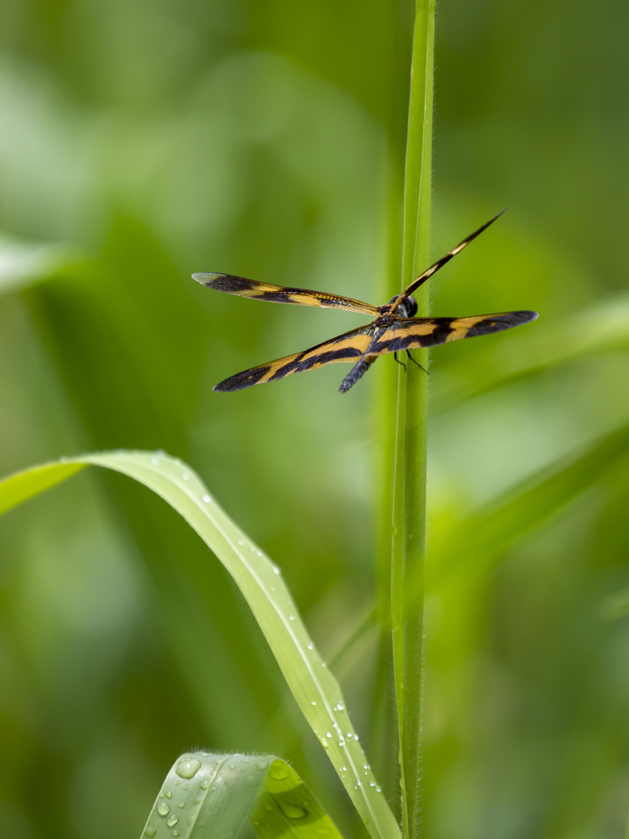 雨后的斑丽翅蜻
