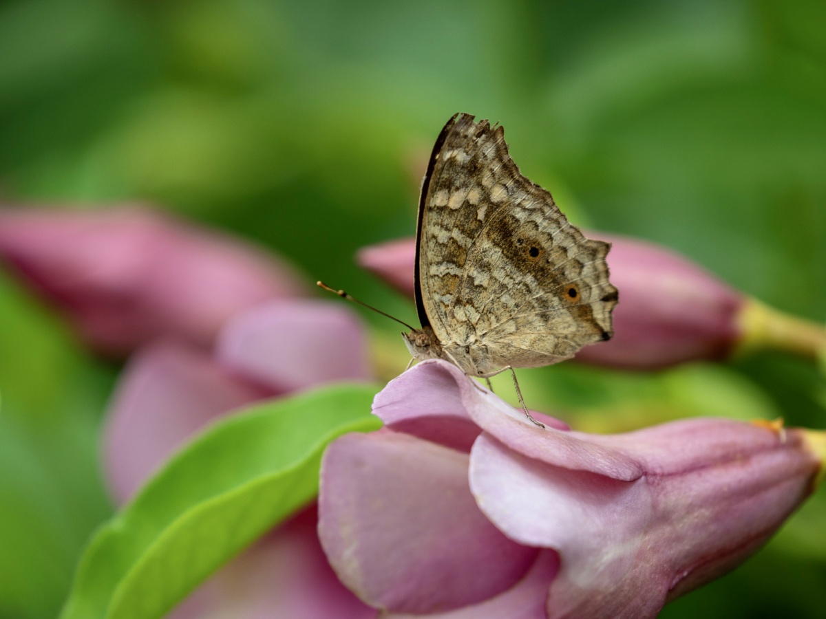 一只蛇眼蛱蝶落在花瓣上
