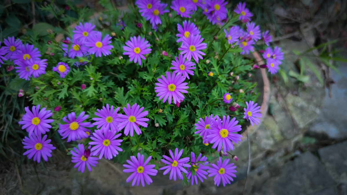 鹅河菊 蓝紫色花朵 - 常青藤tc - 图虫