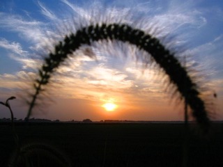 IMG_1775_
