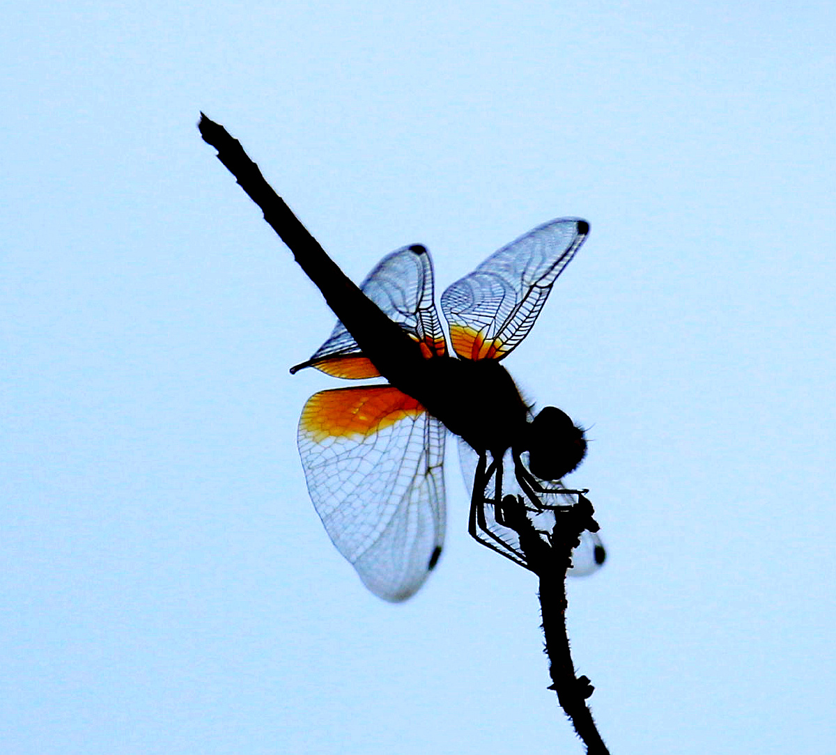 形态颜色各异的蜻蜓