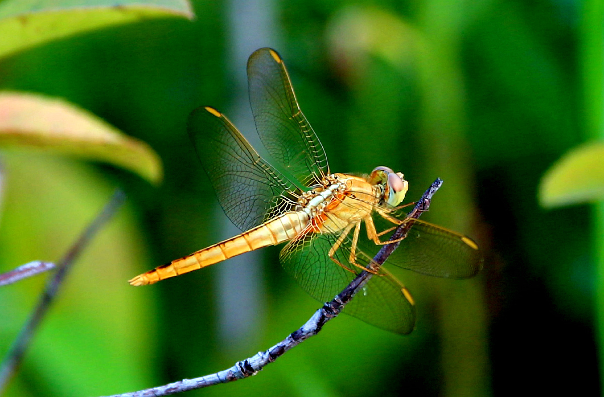 形态颜色各异的蜻蜓