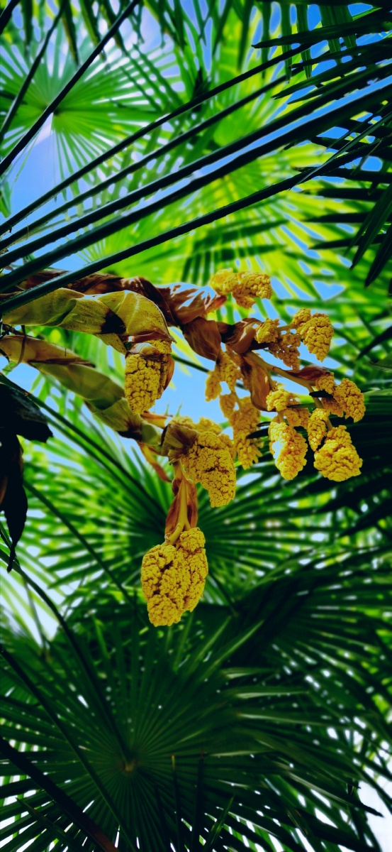 棕榈开花