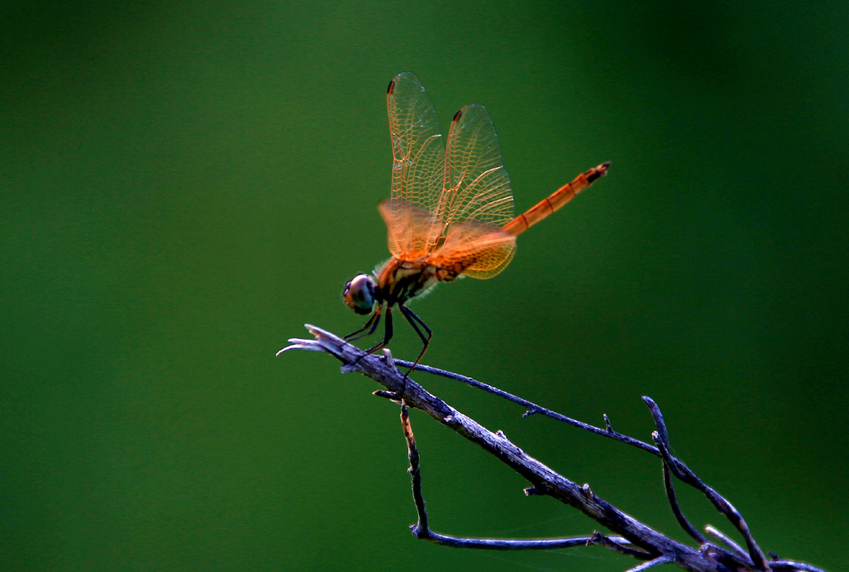形态颜色各异的蜻蜓
