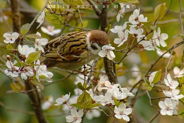 DSC08225_DxO