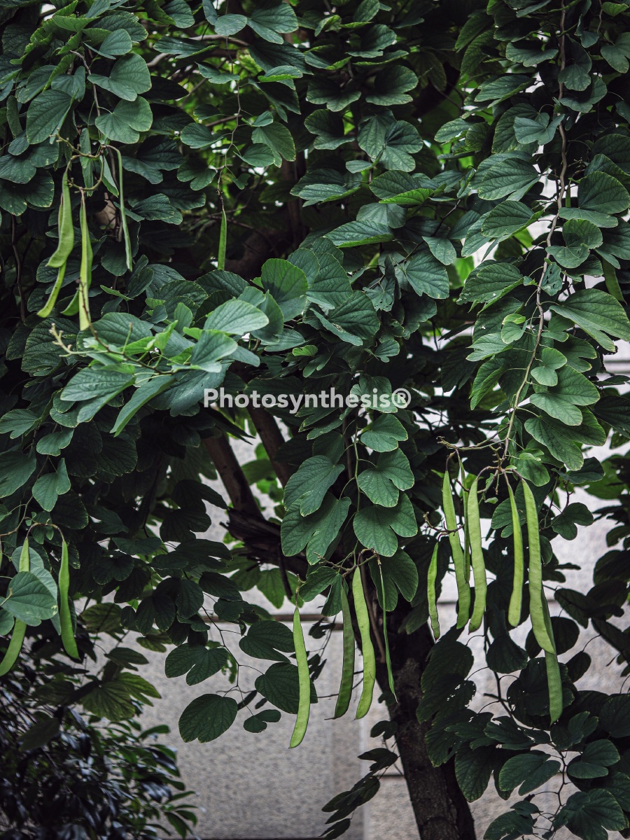 小区里种的豆角树.田园得很.是豆角么?