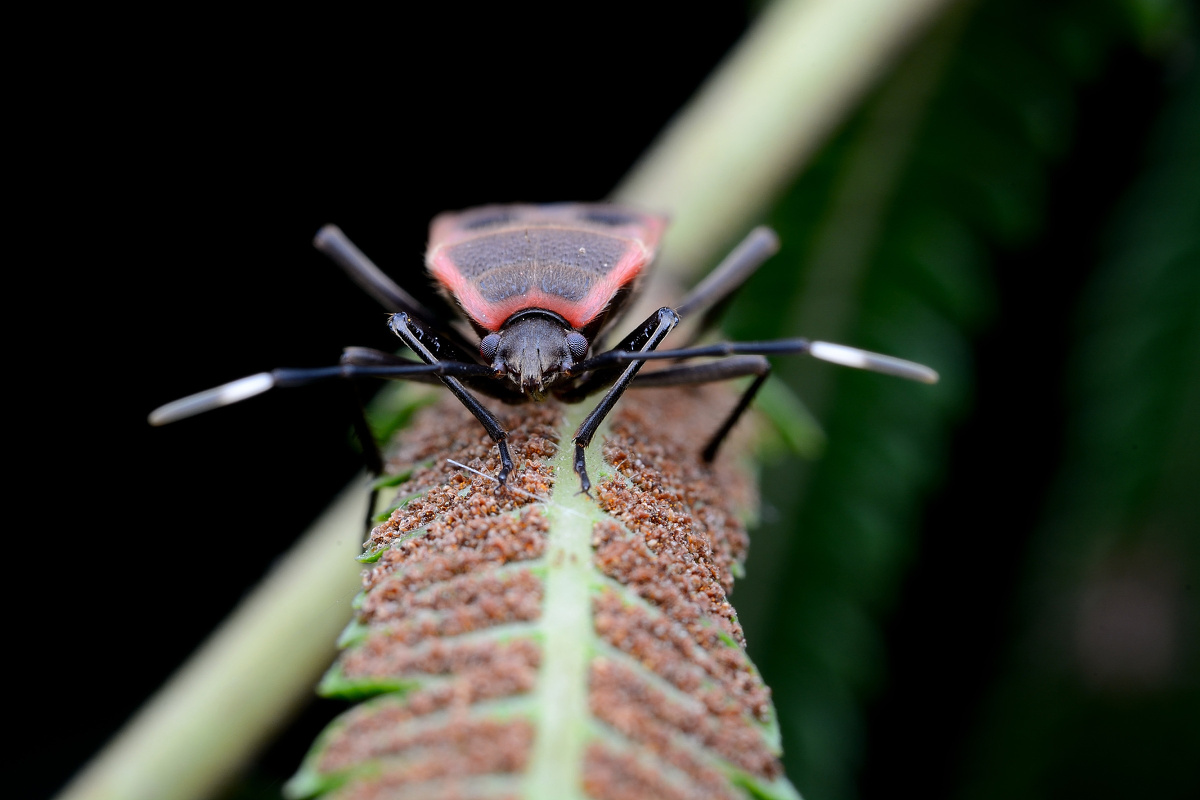 一只不知道名字的蝽