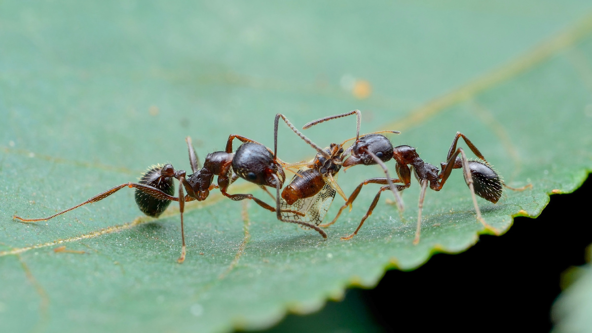 一片叶子上两只蚂蚁在争夺一只梨网蝽,胜利者叼着猎物准备找个