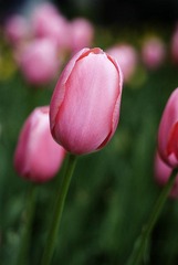 DSC_8209s