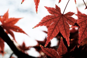DSC_6600_s