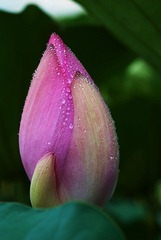 DSC_4706_s