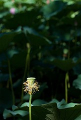 DSC_4316