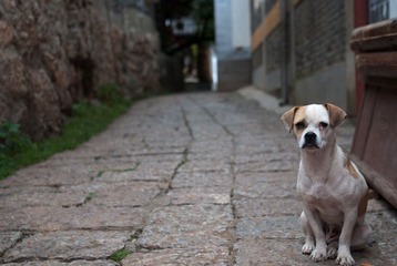DSC_5254s