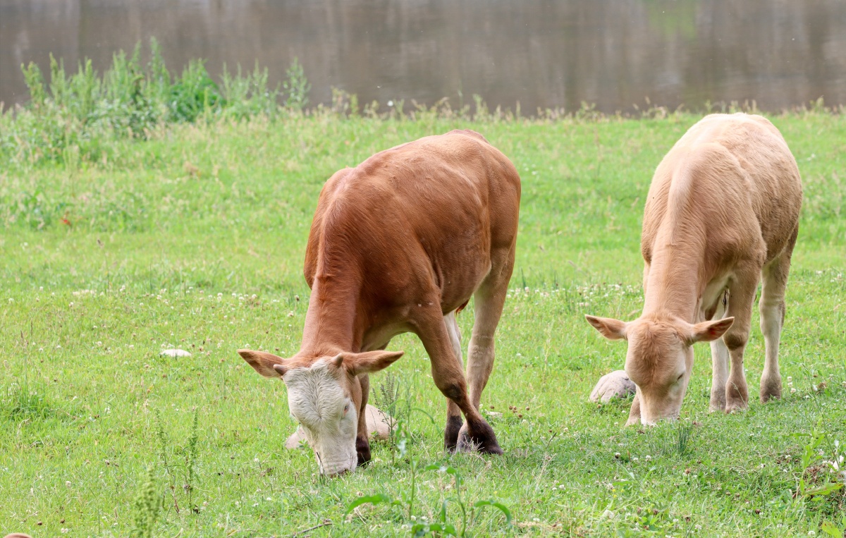 吃草本想拍几张牛的特写照无奈牛看到生人即刻逃避只好与牛保持距离