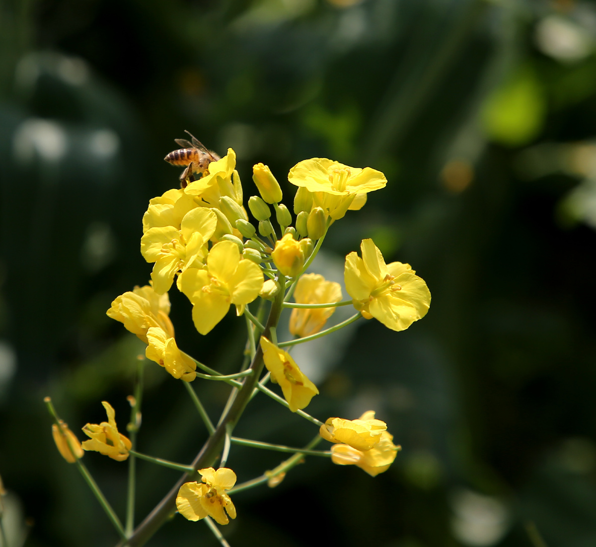 杭州八卦田油菜花