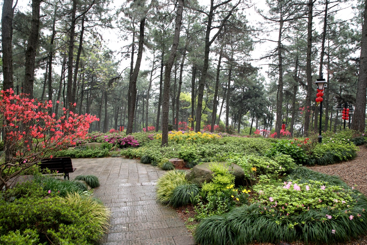 杜鹃花开摄于临平公园